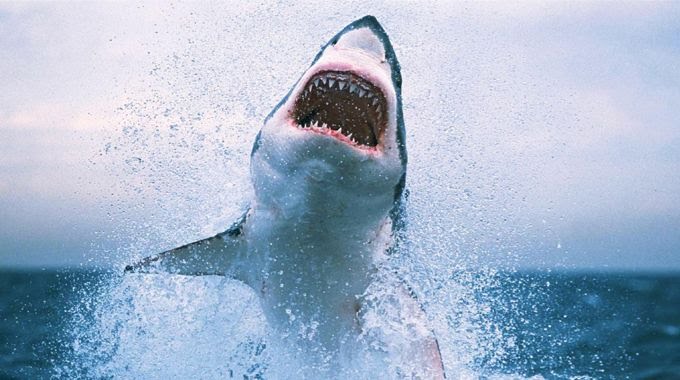 İş Yaşamındaki Zorlukların Üstesinden Gelmek İsteyenlere: Köpekbalığı Metodu