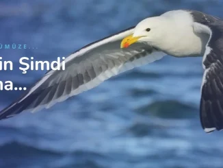 İşaret Dili Tercümanı ve Özbekçe Türkçe Çeviri - Okeanostercume.com.tr